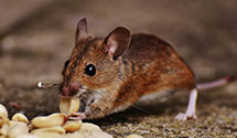 24 Hour & Emergency Exterminators in Cedar Grove, WV